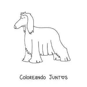 Imagen para colorear de lebrel afgano