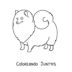 Imagen para colorear de un pomerania