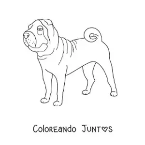 Imagen para colorear de un shar pei