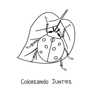 Imagen para colorear de una mariquita realista en una hoja