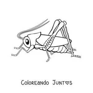 Imagen para colorear de un grillo grande