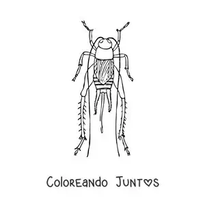 Imagen para colorear de un grillo