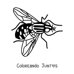 Imagen para colorear de una mosca grande