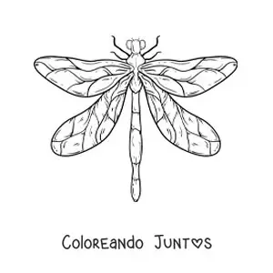 Imagen para colorear de una libélula realista grande