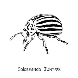 Imagen para colorear de escarabajo de la patata realista
