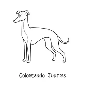 Imagen para colorear de un lebrel italiano
