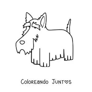 Imagen para colorear de un terrier escocés