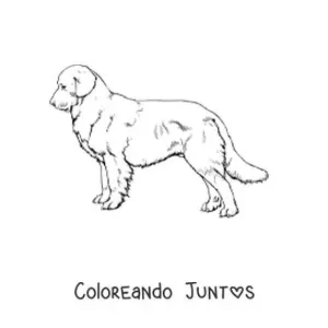Imagen para colorear de un golden retriever realista