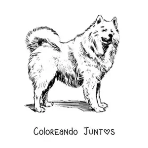 Imagen para colorear de un samoyedo realista