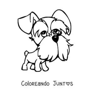 Imagen para colorear de una caricatura de un schnauzer
