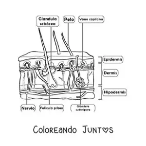 Imagen para colorear de partes de la piel como órgano del sentido del tacto
