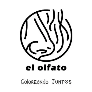 Imagen para colorear de una nariz oliendo con el texto "el olfato"