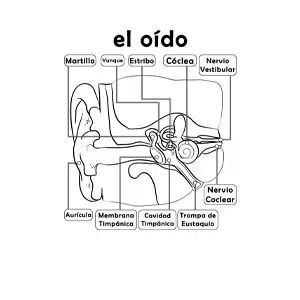 Imagen para colorear de las partes del órgano del oído