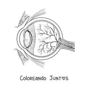 Imagen para colorear de las partes del ojo humano