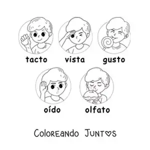 Imagen para colorear de dibujos animados de los cinco sentidos para niños