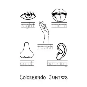 Imagen para colorear de actividad educativa de los cinco sentidos en inglés