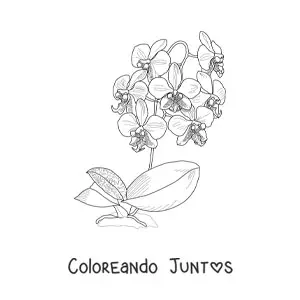 Imagen para colorear de varias orquídeas phalaenopsis con hojas