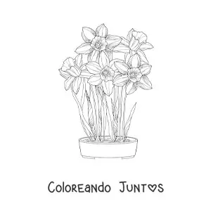 Imagen para colorear de varias orquídeas cattleya en una maceta