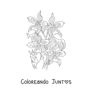 Imagen para colorear de unas orquídeas cambria