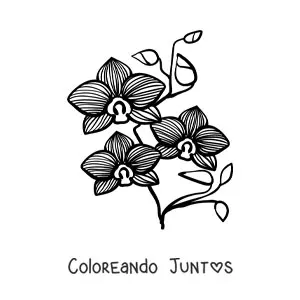 Imagen para colorear de una rama de orquídeas phalaenopsis con hojas
