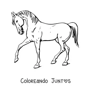 Imagen para colorear de un caballo de perfil
