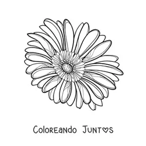 Imagen para colorear de una margarita grande realista