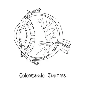Imagen para colorear de una sección transversal de un ojo humano mostrando sus diferentes partes