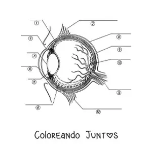 Imagen para colorear de una sección transversal de un ojo humano señalando con flechas sus diferentes partes