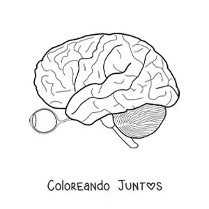 Imagen para colorear de un ojo y el nervio óptico que lo conecta al cerebro