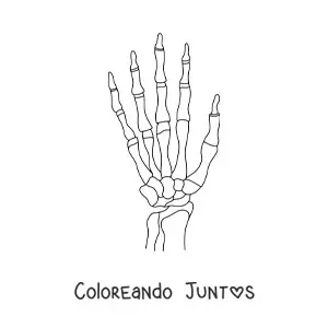 Imagen para colorear de los huesos de la mano