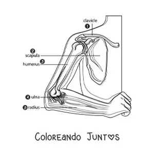 Imagen para colorear de las partes del brazo