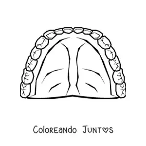 Imagen para colorear de una dentadura humana