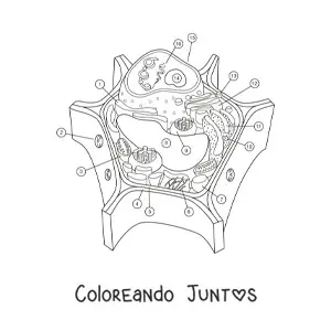 Imagen para colorear de la estructura de una célula vegetal