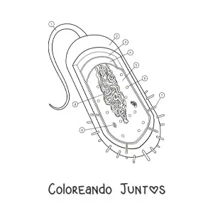 Imagen para colorear de la estructura de una célula procariota