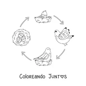 Imagen para colorear del ciclo de vida de las aves ilustrado con una paloma