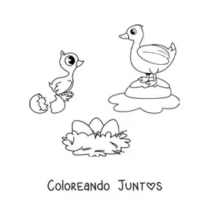 Imagen para colorear del ciclo de vida de las aves ilustrado con un pato