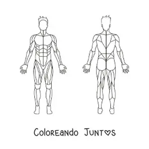 Imagen para colorear del sistema muscular humano