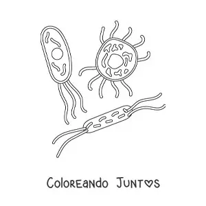 Imagen para colorear de varios microorganismos celulares