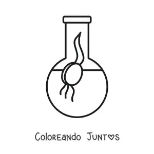 Imagen para colorear de la germinación de una semilla
