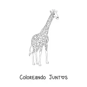 Imagen para colorear de una jirafa mirando hacia la derecha