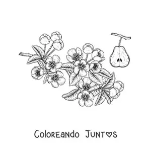 Imagen para colorear de unas ramas de un peral con flores y una pera