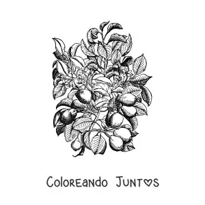 Imagen para colorear de las ramas de un peral