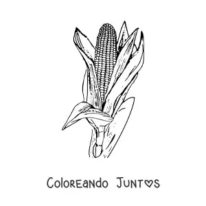Imagen para colorear de una mazorca de maíz realista con hojas