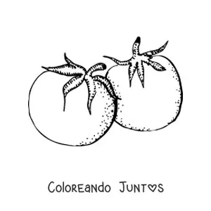 Imagen para colorear de dos tomates realistas