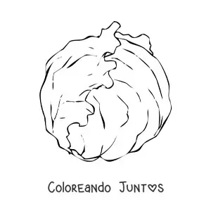 Imagen para colorear de una lechuga iceberg