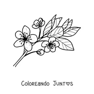 Imagen para colorear de una flor de cerezo