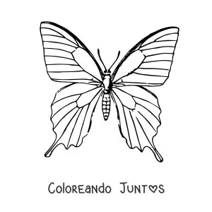 Imagen para colorear de una mariposa realista