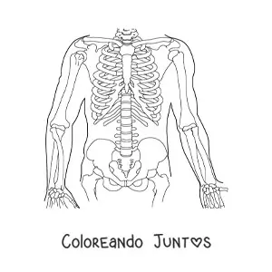 Imagen para colorear de los huesos que componen el tronco humano