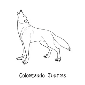 Imagen para colorear de un lobo salvaje aullando