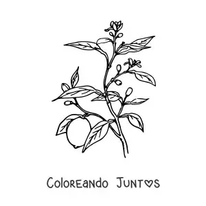 Imagen para colorear de una rama de un árbol limonero
